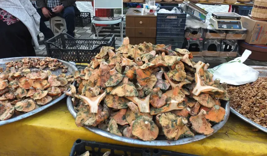 Madra Dağı’nda Mantar Bereketi: Köylünün Geliri Arttı, Pazarlar Şenlendi