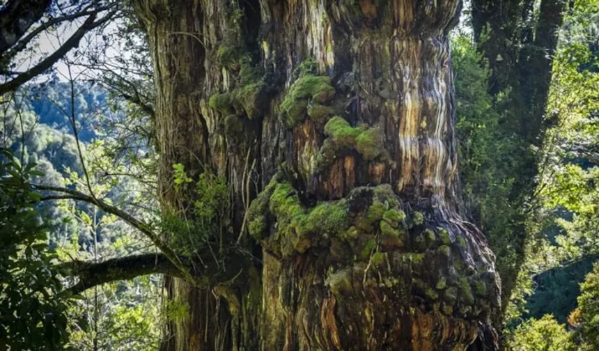 Binlerce Yılı Aşan Sessiz Tanık: Patagonya'nın Ölümsüz Ağacı Ortaya Çıktı
