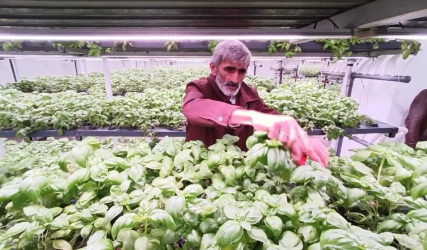 Türkiye’nin Tarım Vizyonunu Değiştiren Yatırım: Batman’da Üç Katlı Dikey Sera Üretime Başladı