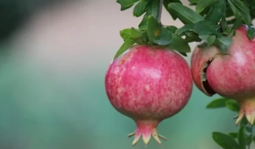 Evde Meyve Hasadı: İç Mekânlarda Yetiştirilebilen Ağaçlar Listelendi
