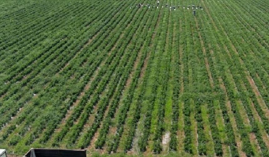 Dört Mevsim Ürün Veren Dayanıklı Sebze Üreticide Yeni Kazanç Kapısı Açıyor