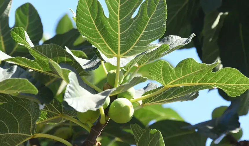 Doğanın Şifalı Yaprağı: İncir Yaprağının Sağlık Etkileri Gündemde