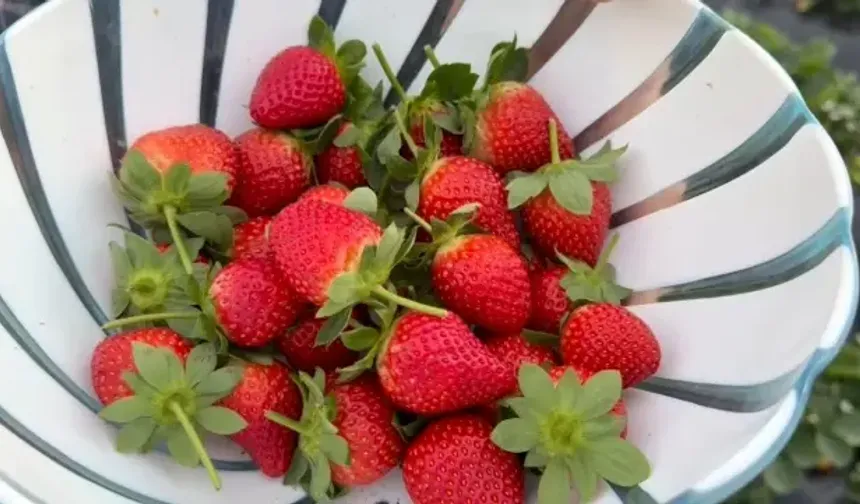 Kış Ortasında Yaz Lezzeti: Anamur’da Çilek Tarlaları Üreticinin Umudu Oldu