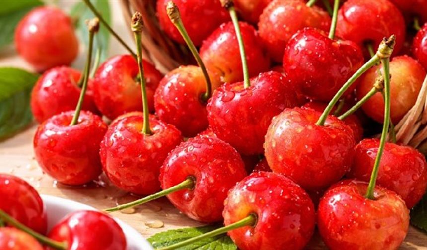 Japonya’da Bir Kiraz Altın Değerine Ulaştı: İlk Hasatta Tarihi Satış