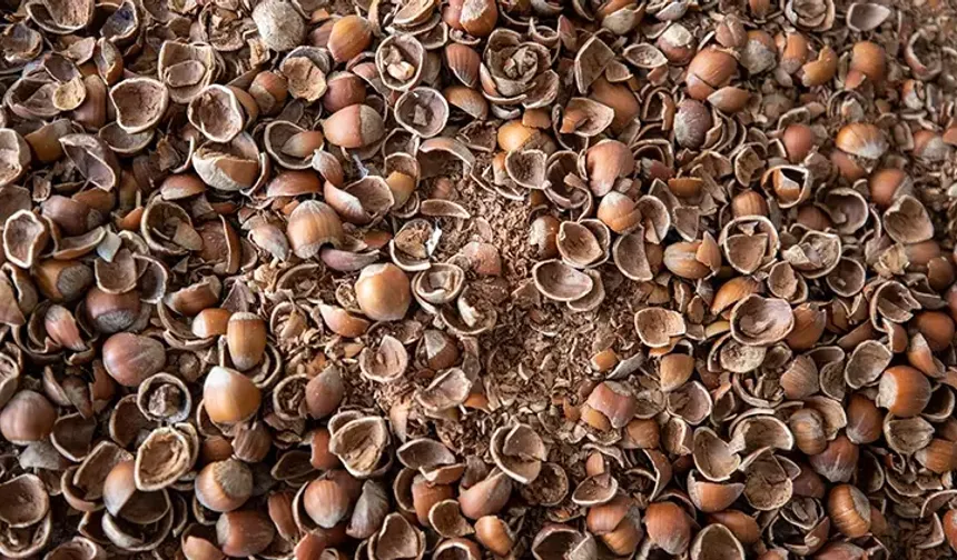 Atık Kabuktan Stratejik Ürüne: Fındık Kabuğu Aktif Karbonla Ekonomiye Kazandırıldı