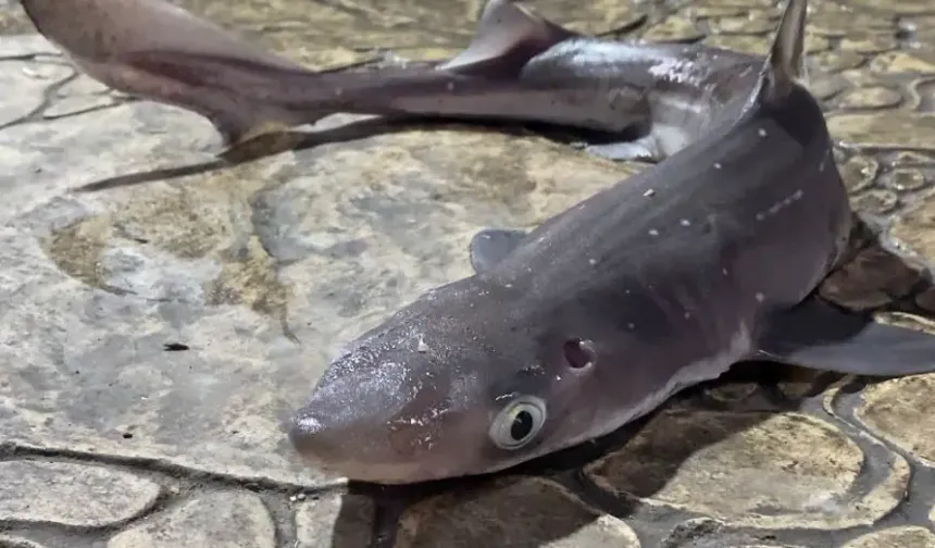 Karadeniz Kıyılarında Alışılmadık Misafir: Camgöz Köpekbalıkları Kıyıya İndi