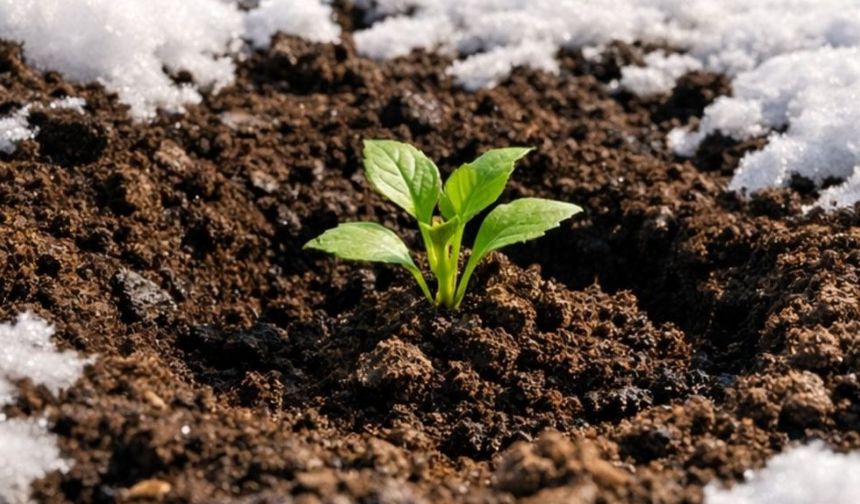 Kış Toprağından Rekor Verime: Ocak Ekimiyle Güçlenen Sebzeler