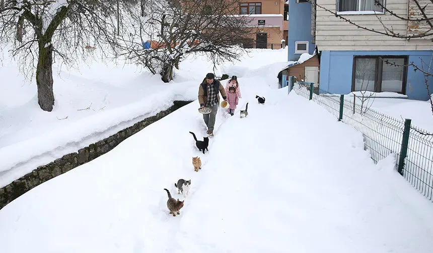 Karın Ortasında Merhamet: Köy İmamının Çağrısına Kediler Sırayla Geldi