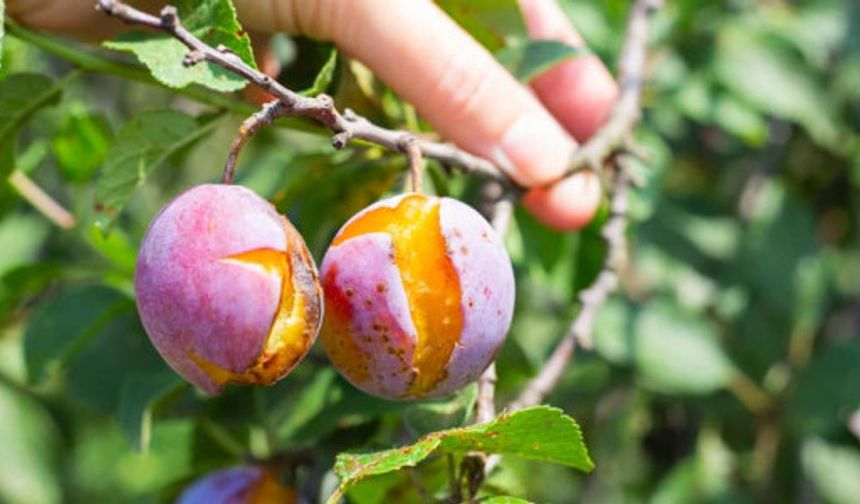 TARSİM’de Kapsam Genişledi: 2026’da Çiftçinin Riski Azalıyor