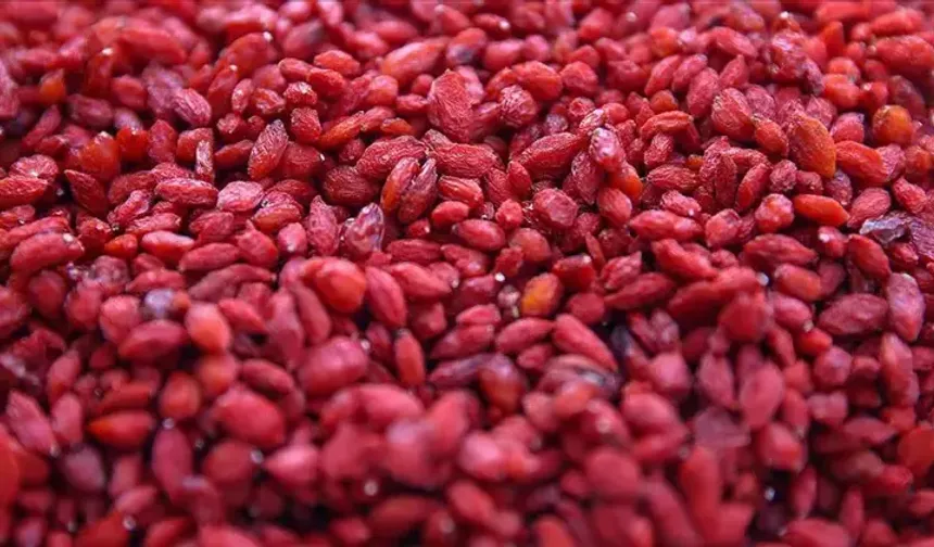 Demir Eksikliğine Doğal Destek: Kurt Üzümü Yeniden Gündemde