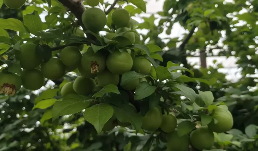 Altın Değerindeki Erikte Sert Düşüş: Silifke’de Hasat Fiyatları 200 TL’ye Çekti