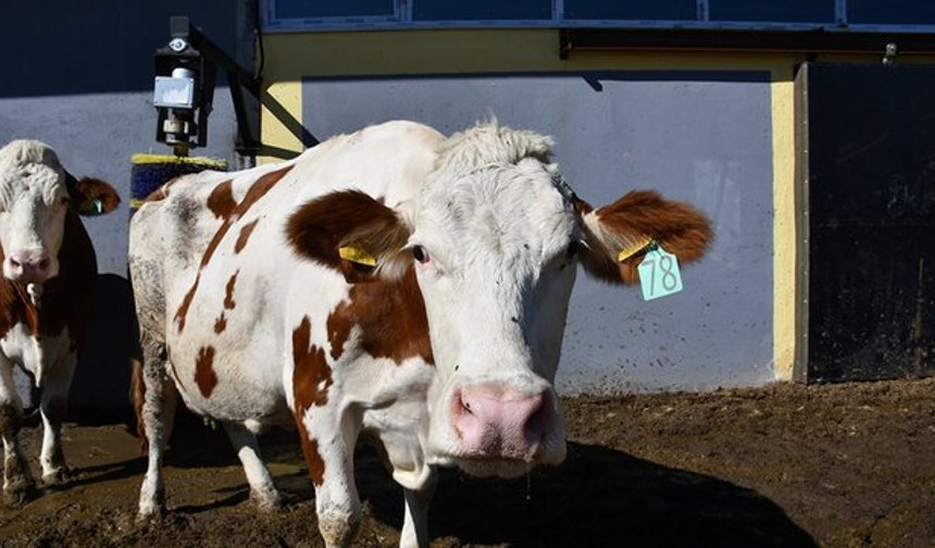 Kurban Pazarı Isınıyor: 2026’da Fiyatlar Cep Yakacak Seviyeye Ulaştı