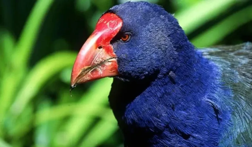 5 Milyon Dolarlık Koruma Projesi Felakete Döndü: 30 Takahe’den Sadece 1’i Hayatta Kaldı